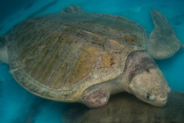 甲鱼冬天在家如何存养,要注意换水的温度