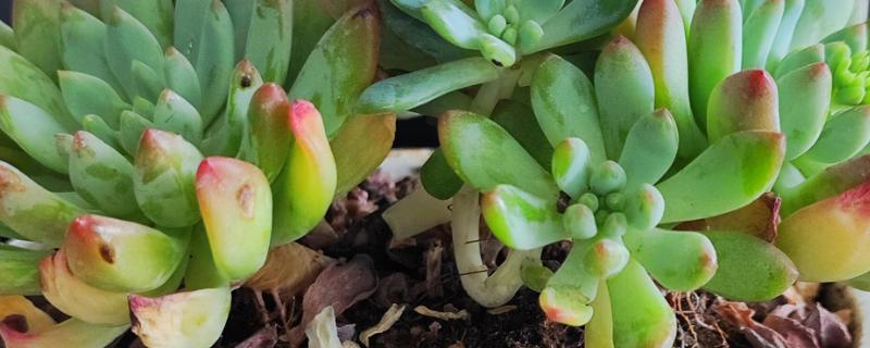 多肉底部叶片变黄枯萎的原因，可能是盆土不当导致