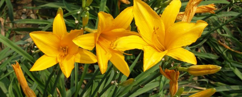 哪种植物和黄花菜相似，萱草看起来很像黄花菜