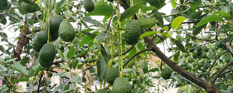 牛油果树适合在什么地方种植，适合种在暖和温润的地区