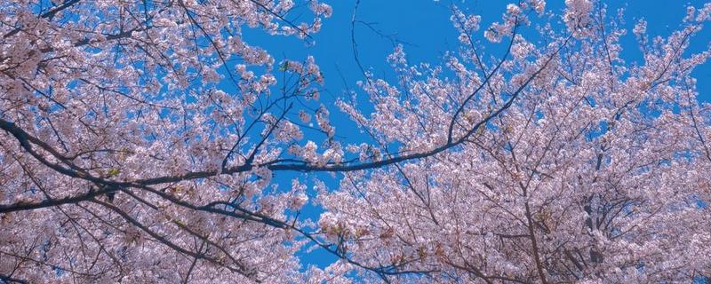 樱花有什么花语，寓意只爱你、纯洁美好、绚烂多彩