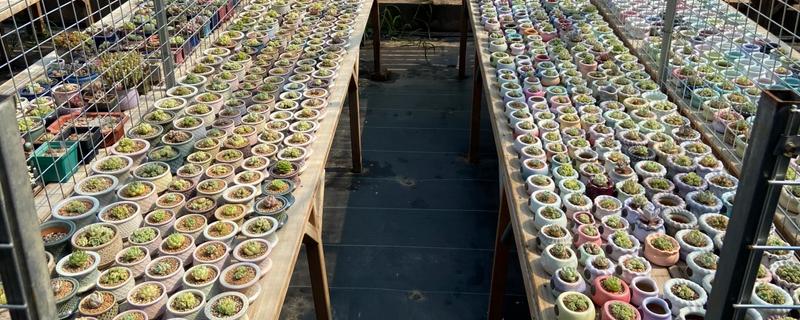 大棚种植多肉可以从哪进货，可以从花卉市场进货