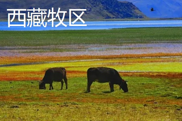 牧区和农业区畜牧业的特点,牧区畜牧业经营管理方法为粗放