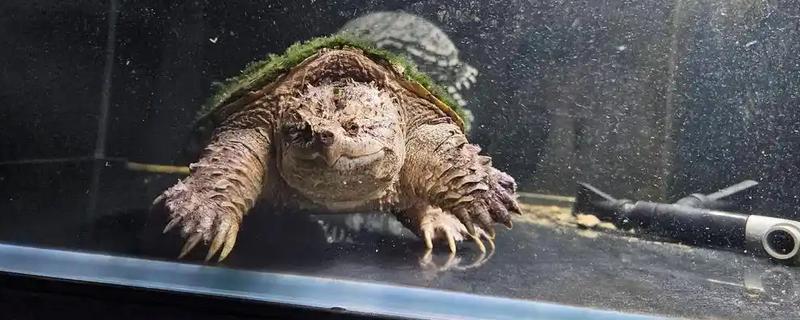 佛鳄龟好养吗，还是比较好养的