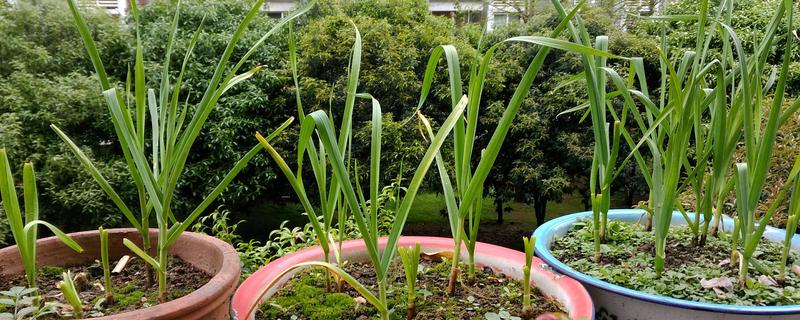 蒜发芽了怎样种盆栽，需要将其掰成独立的瓣块