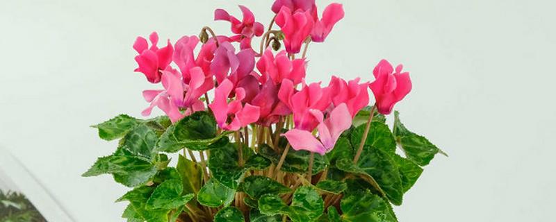 仙客来生虫子如何处理，出现蚜虫早期可喷施辣椒水