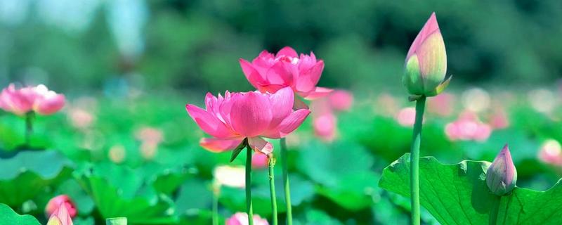 夏季有哪些开花的植物，有荷花、茉莉花等