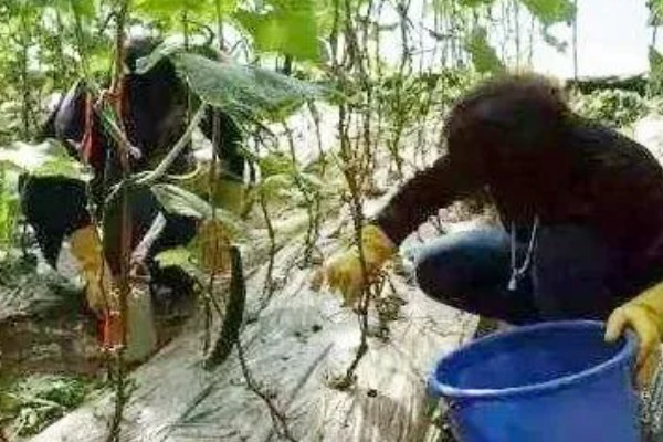 多菌灵的灌根方法，直接沿着根部表皮倒下去