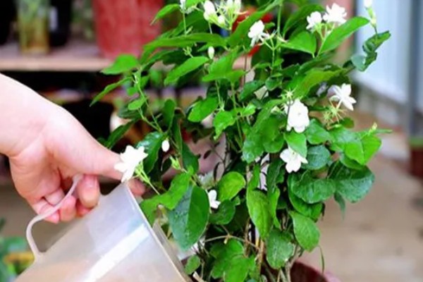 多菌灵的灌根方法，直接沿着根部表皮倒下去