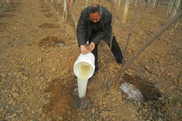多菌灵的灌根方法，直接沿着根部表皮倒下去