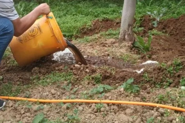 多菌灵的灌根方法，直接沿着根部表皮倒下去