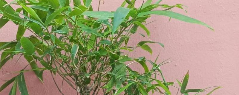 罗汉竹的养殖方法，每隔1-2年更换一次盆土