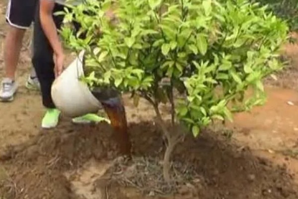 多菌灵的灌根方法，直接沿着根部表皮倒下去