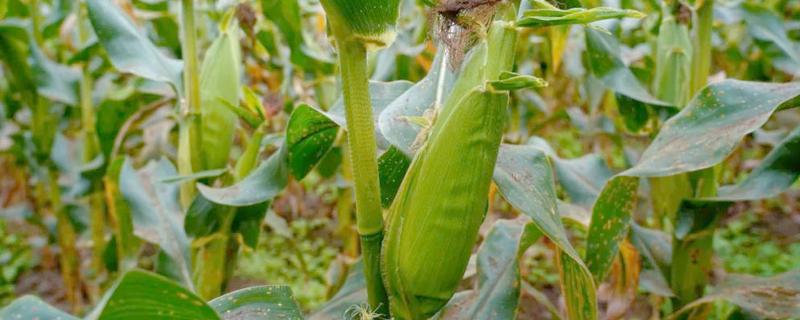糯玉米的种植密度，春播每亩地种植3800-4000株