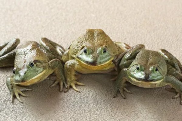 牛蛙的食物，以无脊椎动物、小脊椎动物为主食