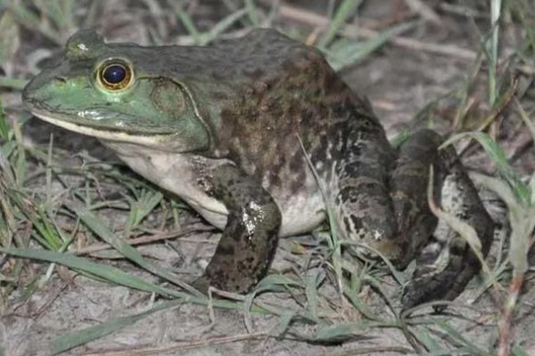 牛蛙的食物，以无脊椎动物、小脊椎动物为主食