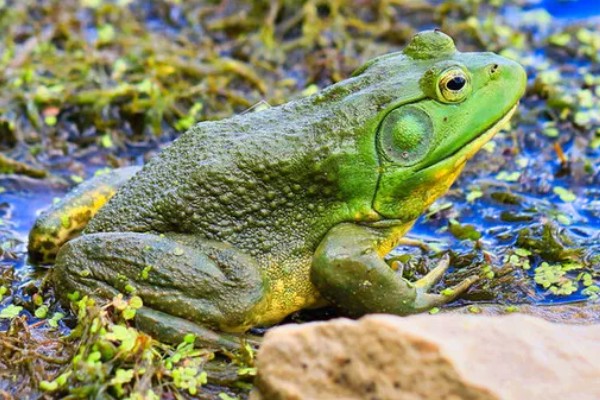 牛蛙的食物，以无脊椎动物、小脊椎动物为主食