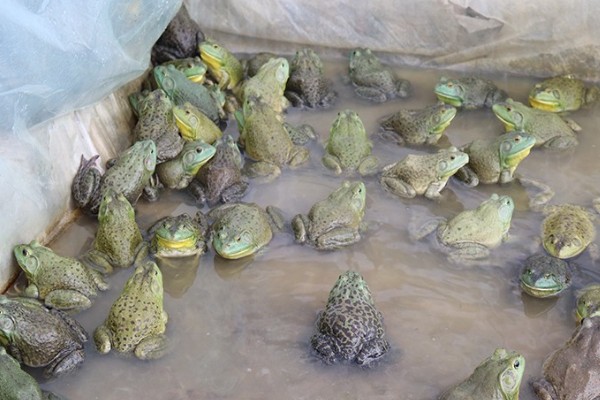 牛蛙的食物，以无脊椎动物、小脊椎动物为主食