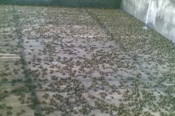 牛蛙的食物，以无脊椎动物、小脊椎动物为主食