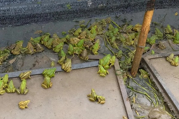 牛蛙的食物，以无脊椎动物、小脊椎动物为主食