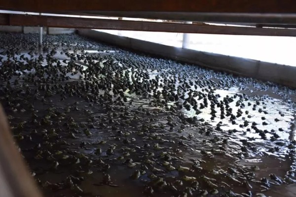 牛蛙的食物，以无脊椎动物、小脊椎动物为主食