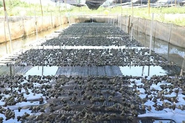 牛蛙的食物，以无脊椎动物、小脊椎动物为主食