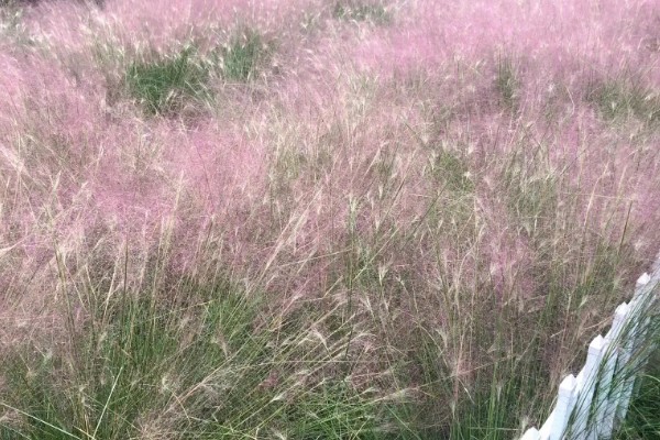 粉黛乱子草的简介，属于多年生草本植物