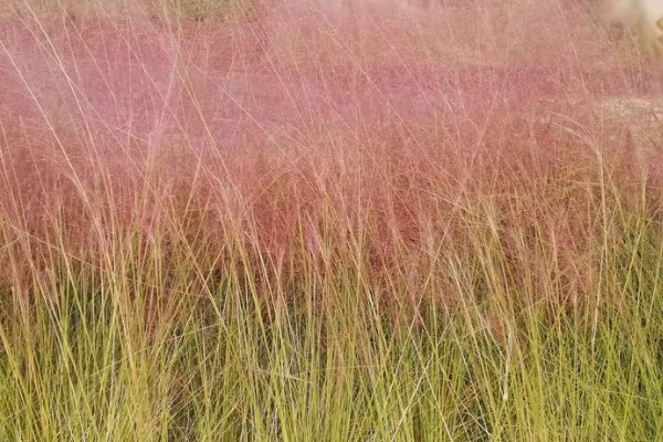 粉黛乱子草的简介，属于多年生草本植物