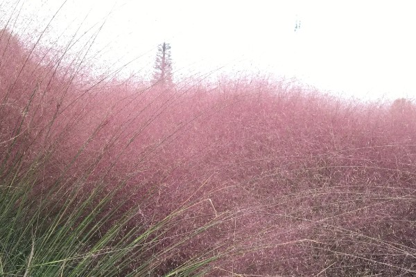 粉黛乱子草的简介，属于多年生草本植物