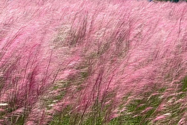 粉黛乱子草的简介，属于多年生草本植物