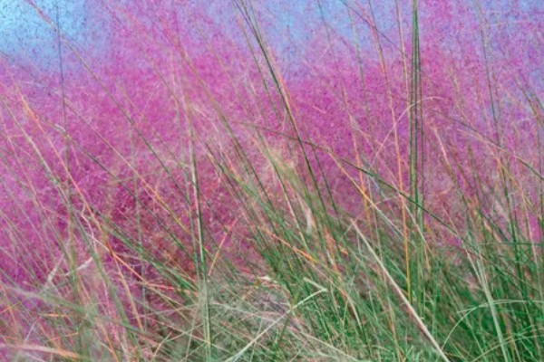 粉黛乱子草的简介，属于多年生草本植物
