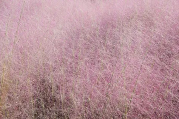 粉黛乱子草的简介，属于多年生草本植物