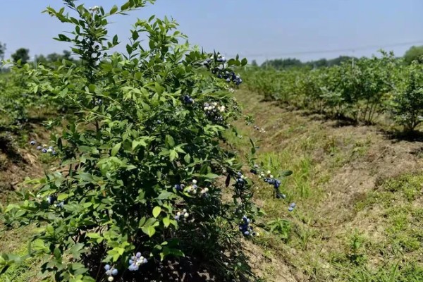 蓝莓对土壤的要求，适合长在疏松、排水性能好的沙壤土质中