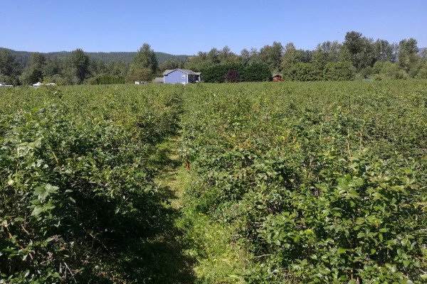 蓝莓对土壤的要求，适合长在疏松、排水性能好的沙壤土质中