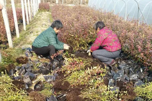 蓝莓对土壤的要求，适合长在疏松、排水性能好的沙壤土质中