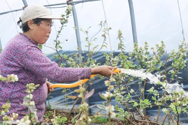 蓝莓对土壤的要求，适合长在疏松、排水性能好的沙壤土质中