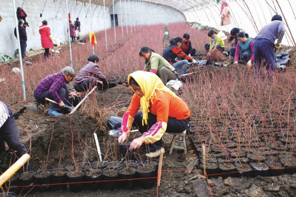 蓝莓对土壤的要求，适合长在疏松、排水性能好的沙壤土质中