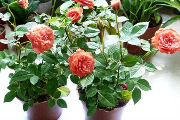 月季花的种植时间，以4-5月份或9-10月份为宜