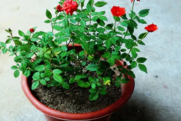 月季花的种植时间，以4-5月份或9-10月份为宜