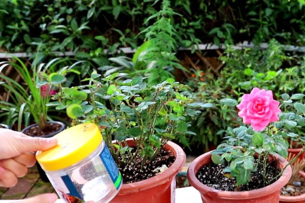 月季花的种植时间，以4-5月份或9-10月份为宜