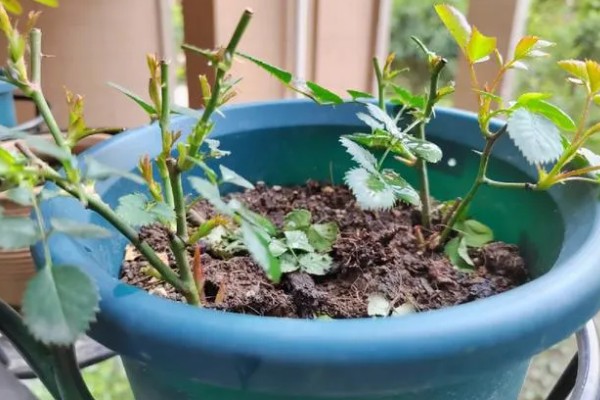 月季花的种植时间，以4-5月份或9-10月份为宜