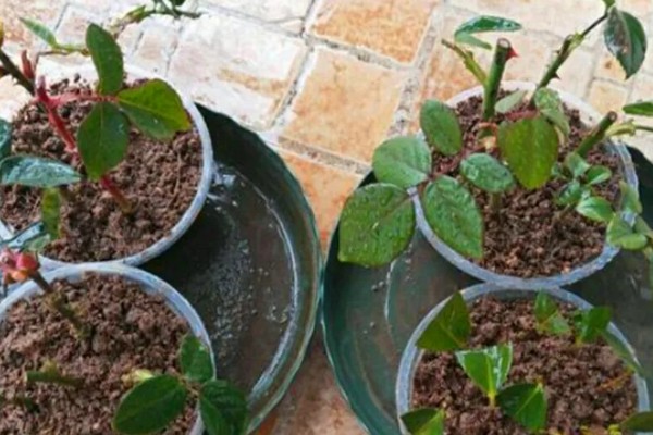 月季花的种植时间，以4-5月份或9-10月份为宜