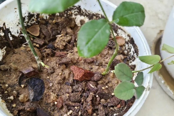 月季花的种植时间，以4-5月份或9-10月份为宜