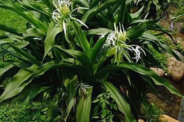 文殊兰如何修剪，要定期为其修剪枝叶