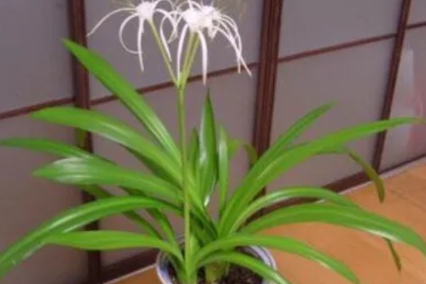 文殊兰如何修剪，要定期为其修剪枝叶