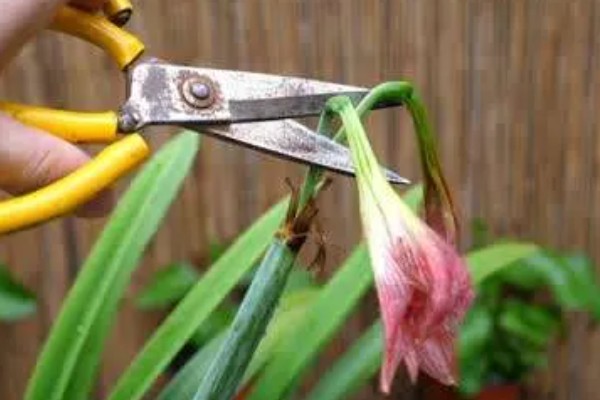 文殊兰如何修剪，要定期为其修剪枝叶