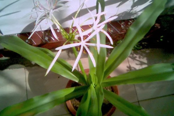 文殊兰如何修剪，要定期为其修剪枝叶