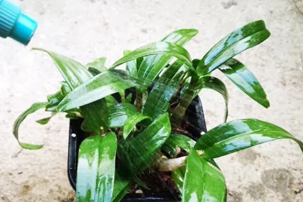 文殊兰如何修剪，要定期为其修剪枝叶