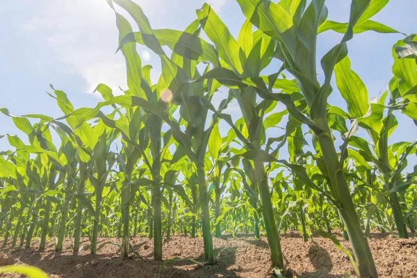 北方玉米最早种植时间，春玉米可在4月下旬至5月上旬播种
