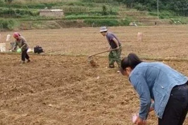 北方玉米最早种植时间，春玉米可在4月下旬至5月上旬播种